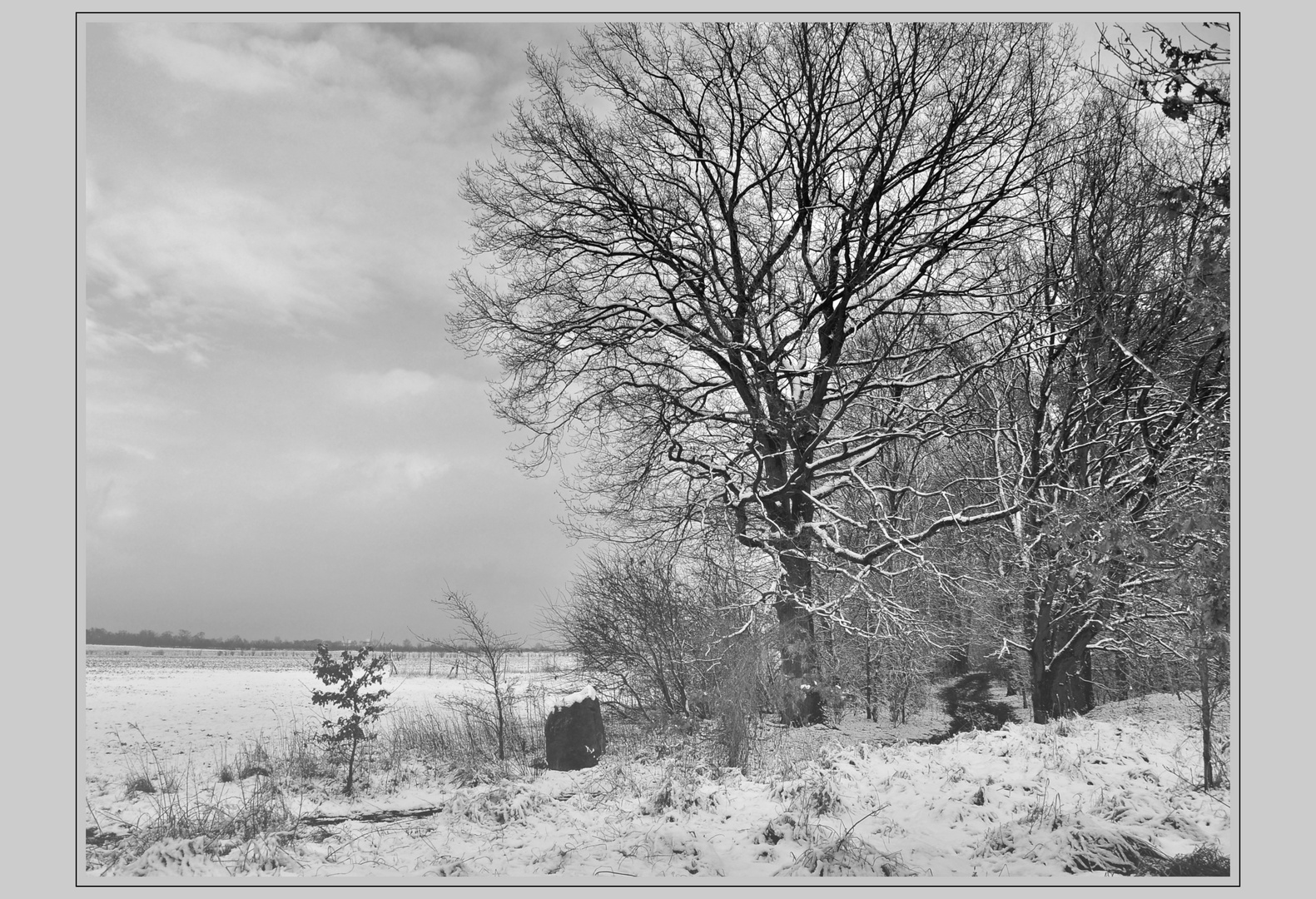 Winter am Waldrand s/w.....