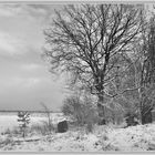 Winter am Waldrand s/w.....