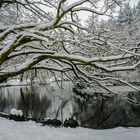 Winter am Waldsee