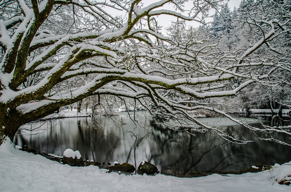 Winter am Waldsee