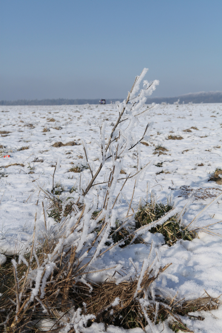 Winter am Wegesrand