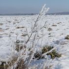 Winter am Wegesrand