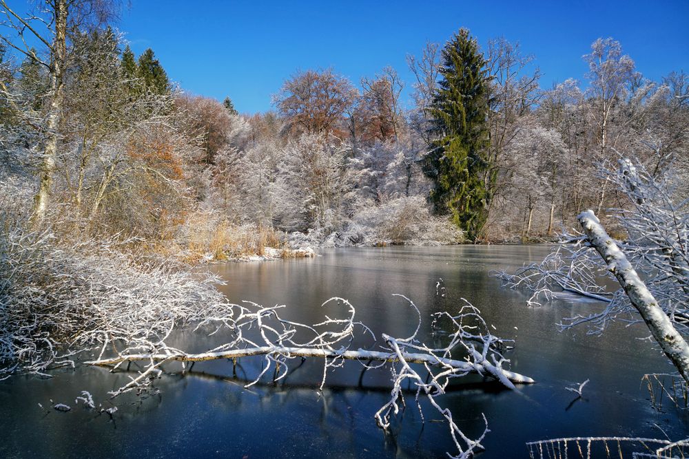 Winter am Weiher