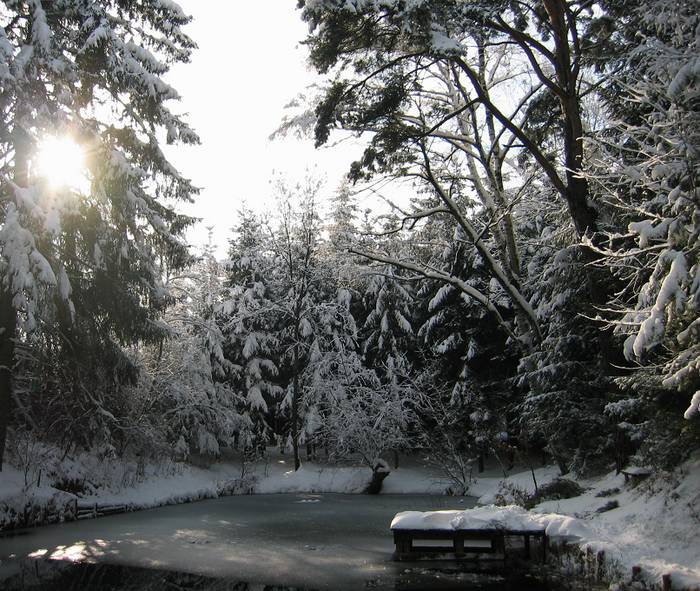 WInter am Weiher