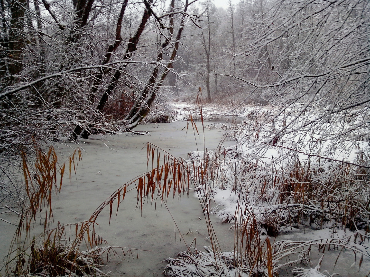 Winter am Weiherzufluss