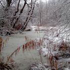 Winter am Weiherzufluss