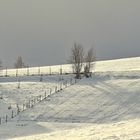 Winter am Wildberg