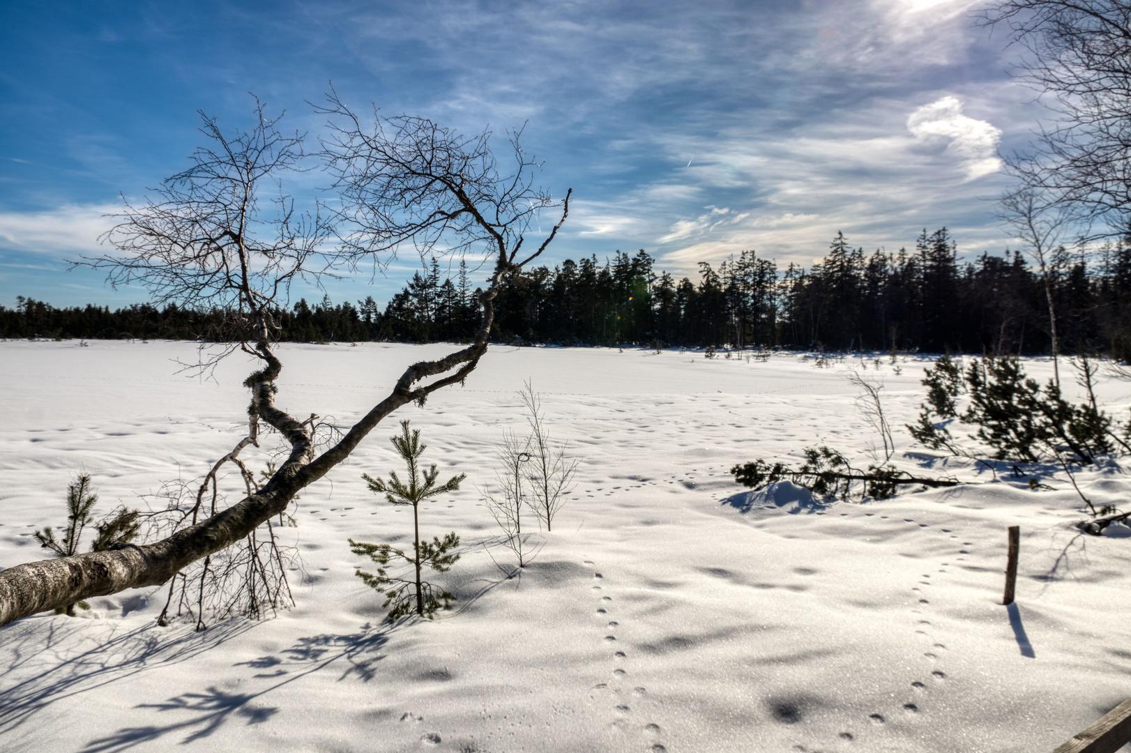 Winter am Wildsee