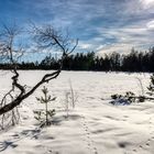 Winter am Wildsee