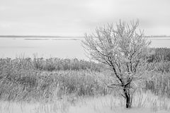 Winter am Zingster Bodden