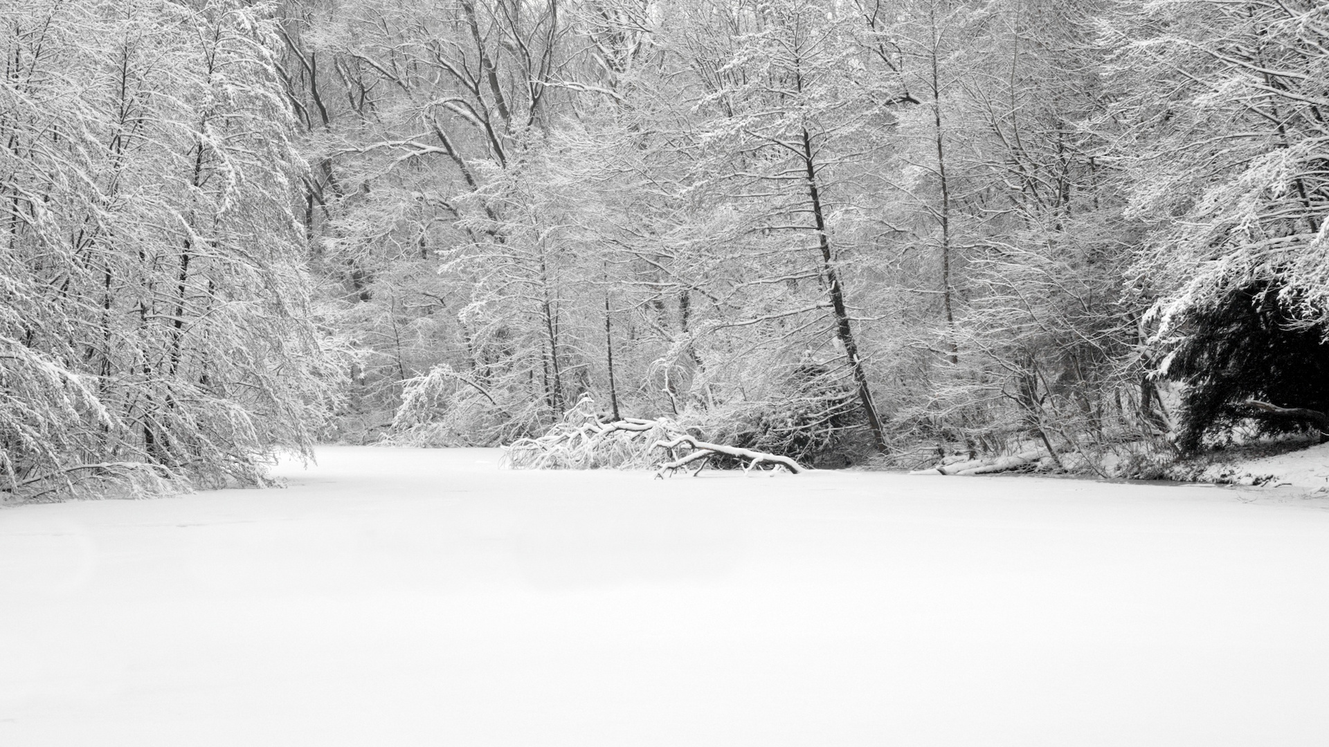 Winter an den Schlageter - Teichen (Bottrop-Eigen)