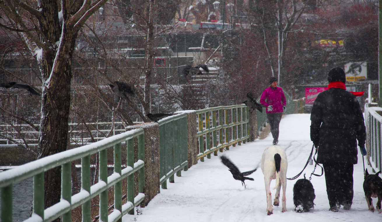 Winter an der Alten Donau