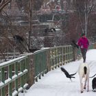 Winter an der Alten Donau