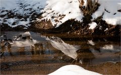 Winter an der Düssel