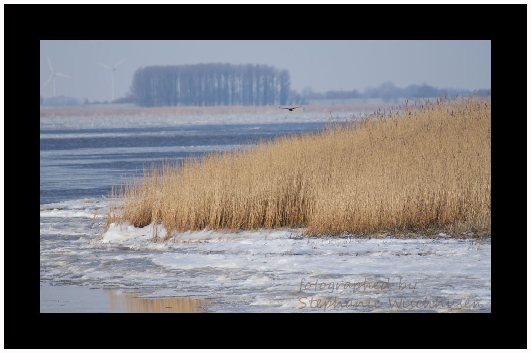 Winter an der Elbe