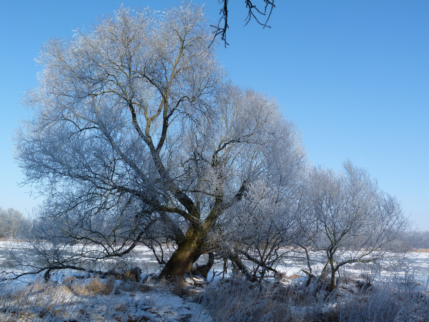 Winter an der Elbe