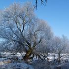 Winter an der Elbe