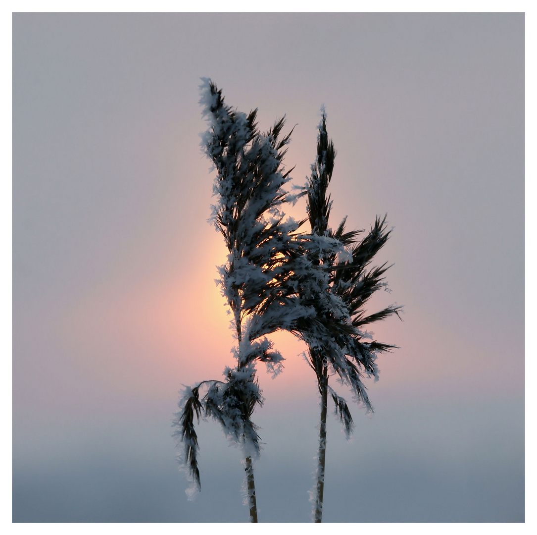 Winter an der Elbe