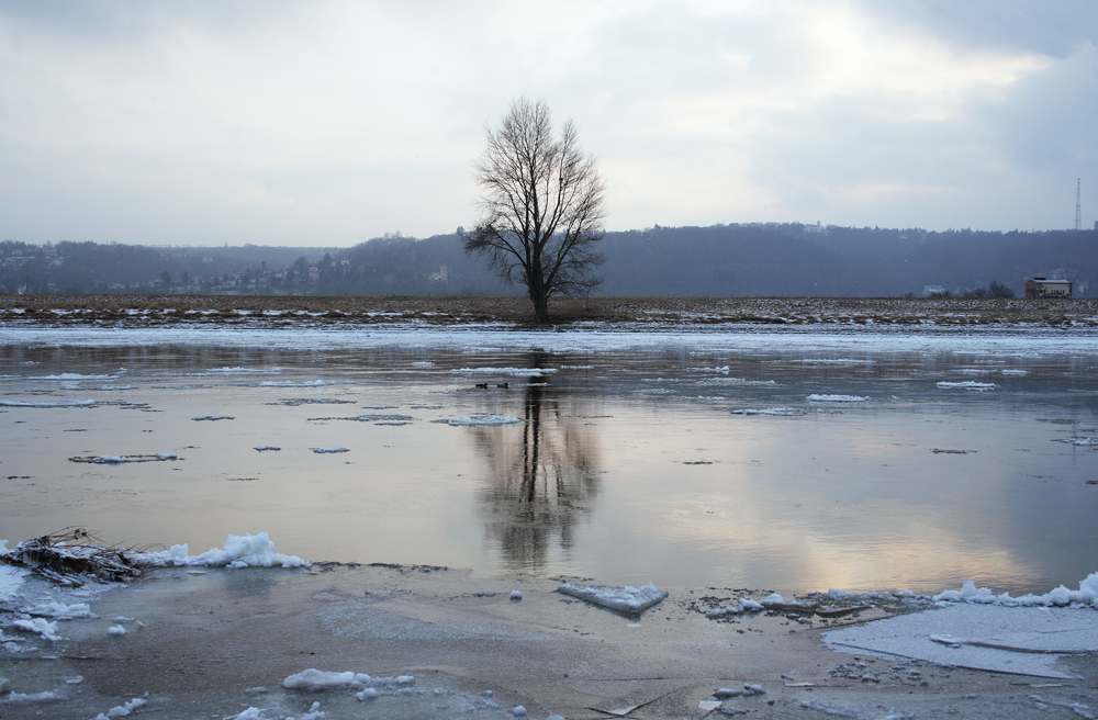 Winter an der Elbe bei Radebeul