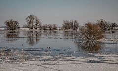 Winter an der Elbe