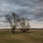 Winter an der Elbe