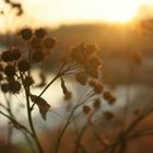 Winter an der Elbe