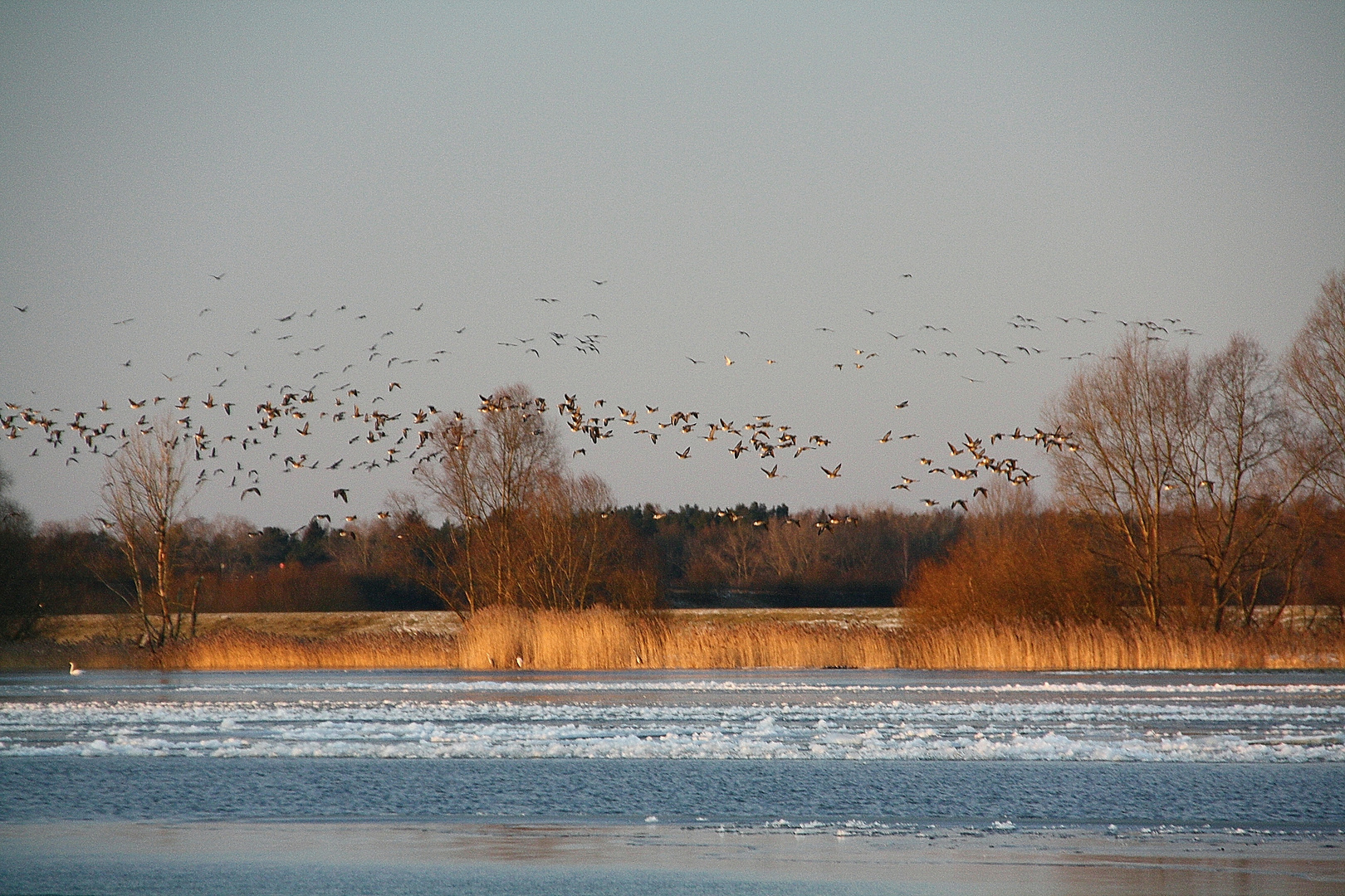 Winter an der Elbe