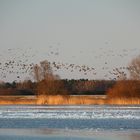 Winter an der Elbe