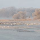 Winter an der Elbe....