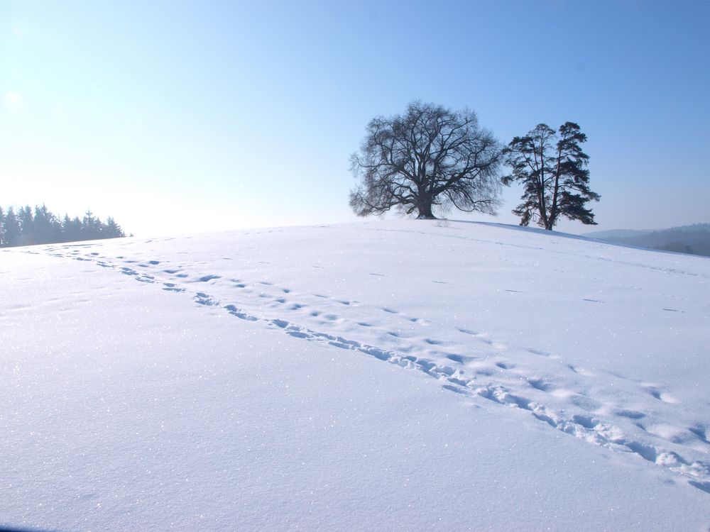 Winter an der Friedenslinde von Rudolf Bindig 