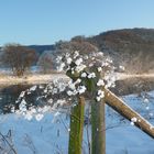 Winter an der Fulda bei Wilhelmshausen bei Kassel