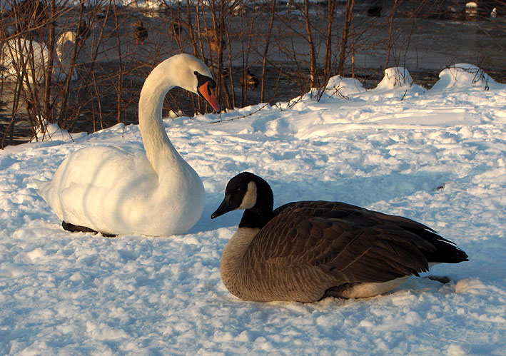 Winter an der Havel