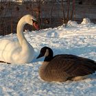 Winter an der Havel