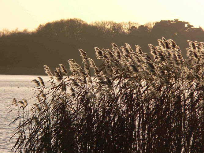 Winter an der Havel