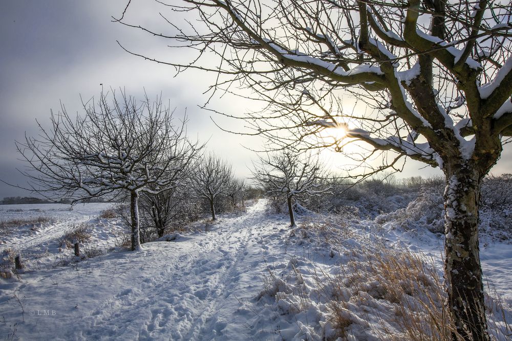 Winter an der Heidekrautbahn