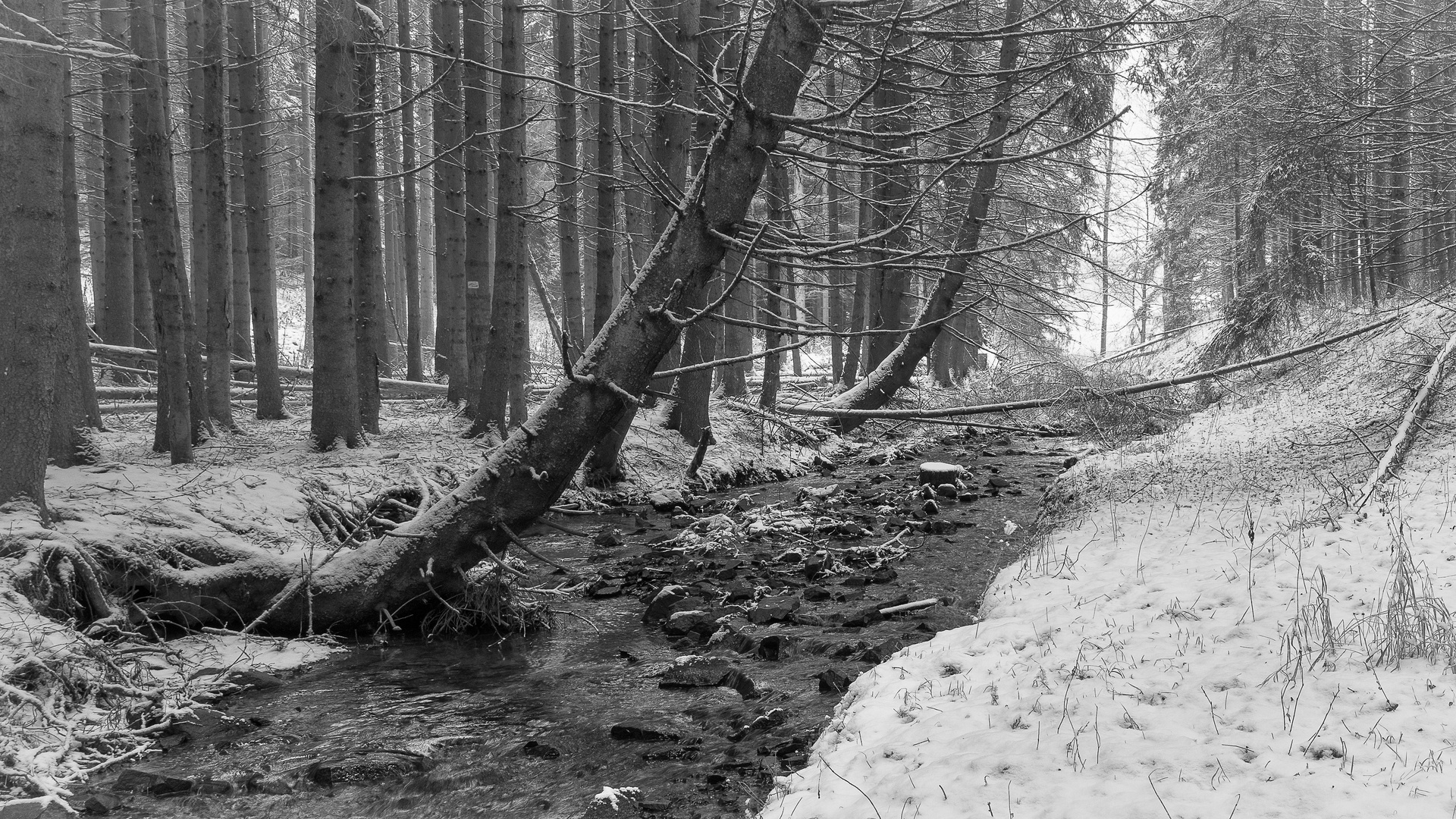 Winter an der Hörle