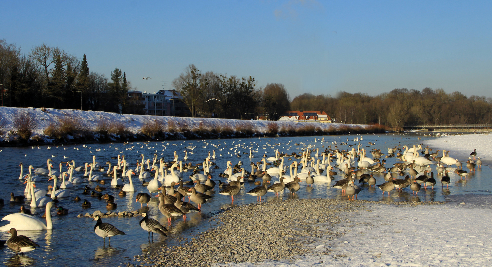 Winter an der Isar 2