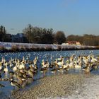 Winter an der Isar 2