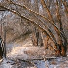 Winter an der Isar (2)