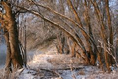 Winter an der Isar (2)