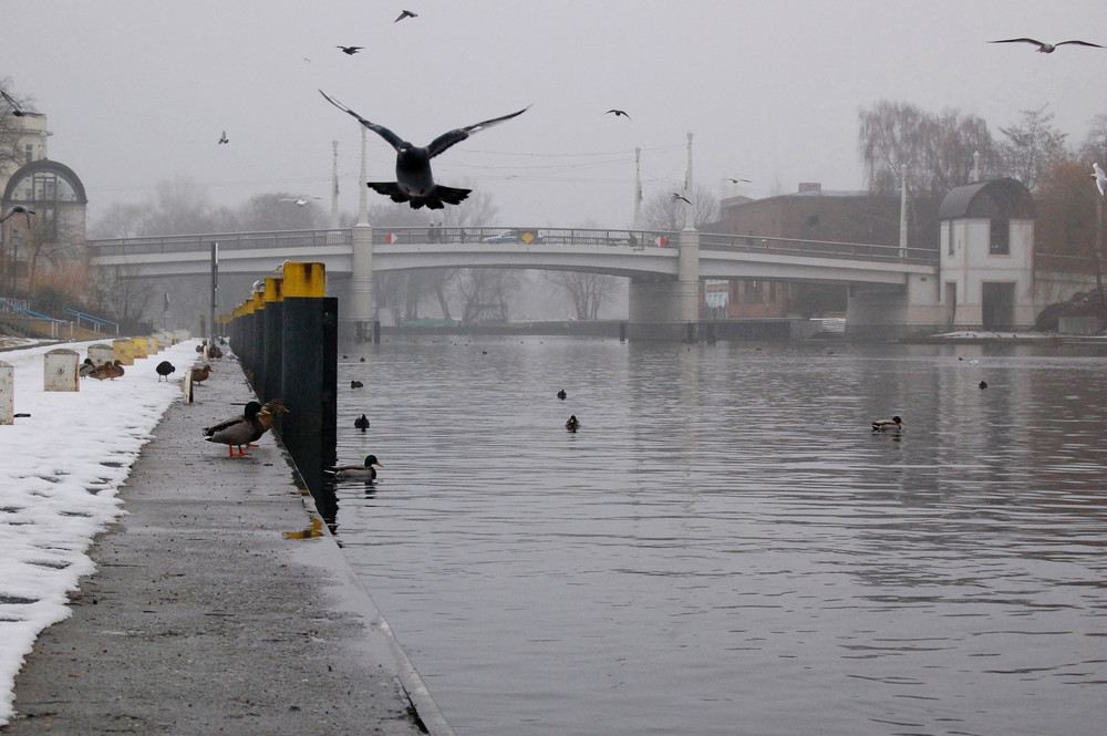 Winter an der Jahrtausendbrücke