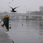 Winter an der Jahrtausendbrücke