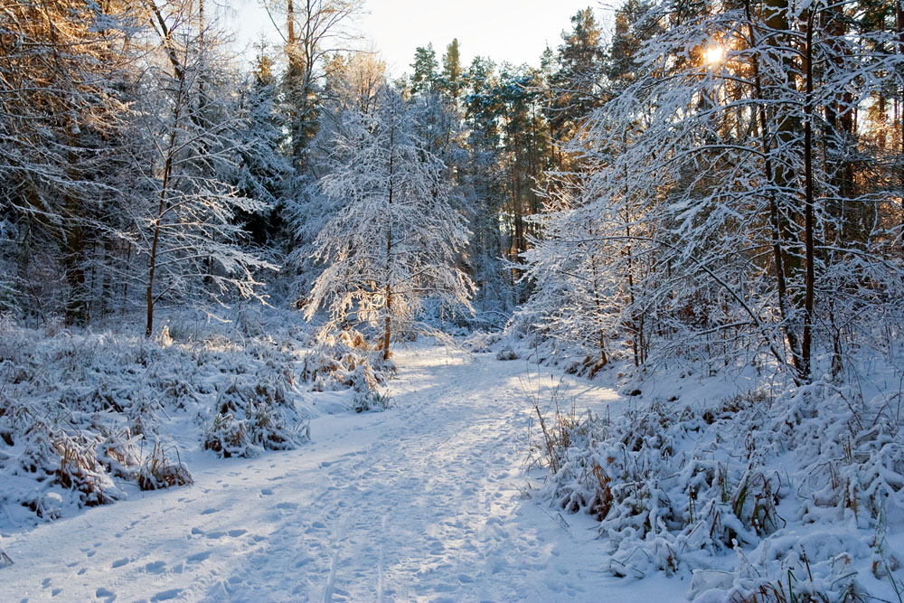 Winter an der Krummen Lake, Grünauer Forst