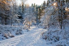 Winter an der Krummen Lake, Grünauer Forst