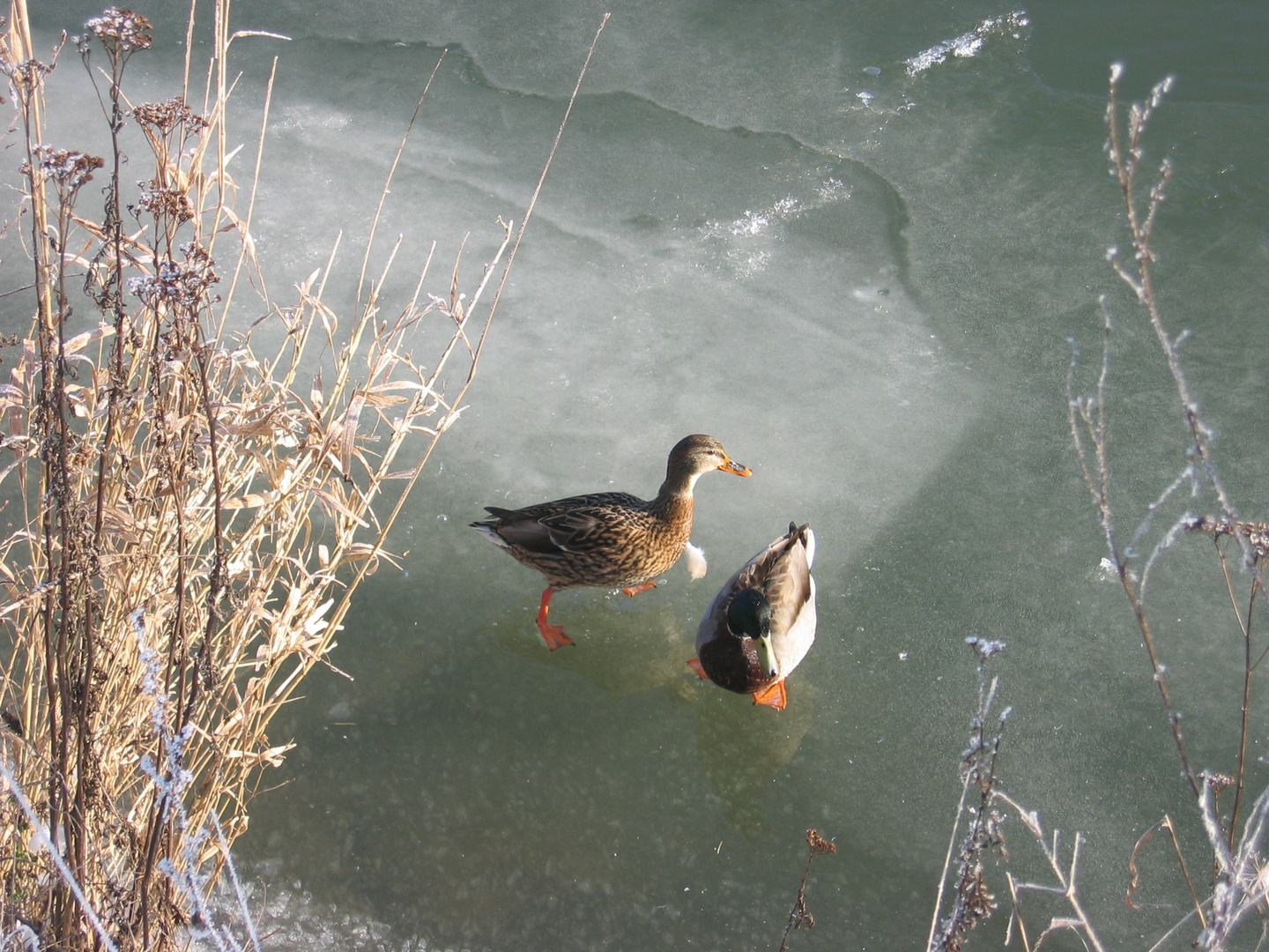 Winter an der Lahn 2