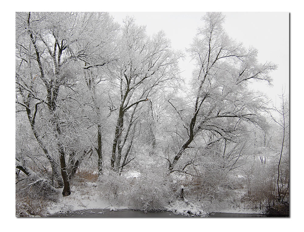 Winter an der Limmat (ZH)