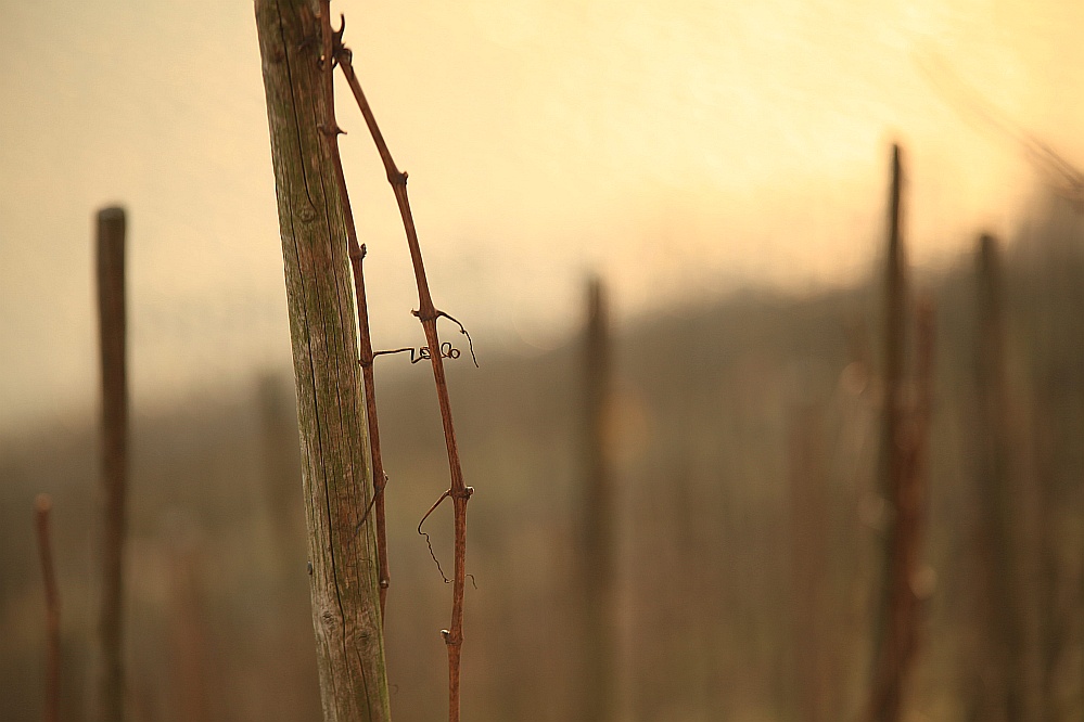 Winter an der Mosel