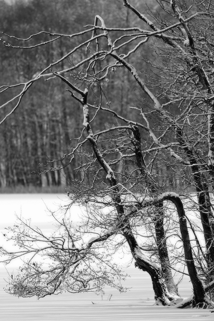 Winter an der Müritz 1