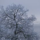 Winter an der Müritz