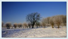 Winter an der Niers III